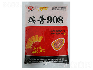 瑞普908-玉米種子-三聯(lián)
