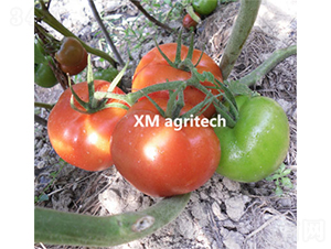 ؐ��-���ѷN��-���r(n��ng)�r(n��ng)�I(y��)