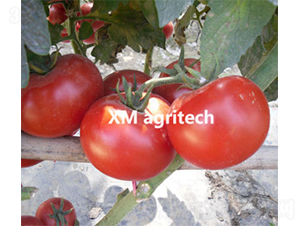 ؐ˹��-���ѷN��-���r(n��ng)�r(n��ng)�I(y��)