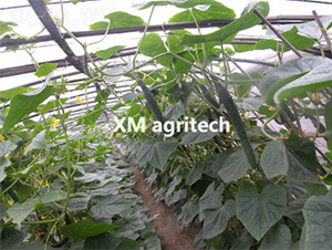 �G��2̖-�S�ϷN��-���r(n��ng)�r(n��ng)�I(y��)