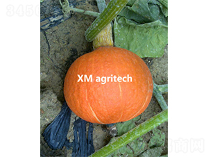 臺灣紅栗-南瓜種子-夏農(nóng)農(nóng)業(yè)