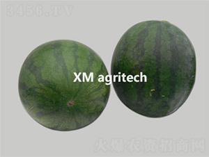超級新無籽-西瓜種子-夏農(nóng)農(nóng)業(yè)