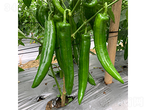 ����ཷ-�����N��-�V�݁���