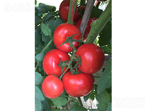 ��������-���ѷN��-�V�݁���