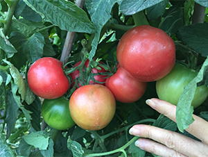 ����006-���ѷN��-�V�݁���