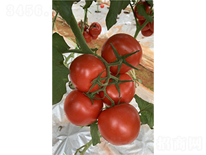 �ϵ£�1904��t����-���ѷN��-�V�݁���