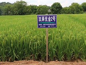 ���Ƀ�(y��u)��2̖(h��o)-ˮ���N��-¡ƽ�N�I(y��)