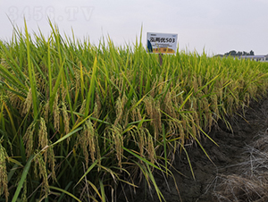 ���Ƀ�(y��u)503-ˮ���N��-¡ƽ�N�I(y��)