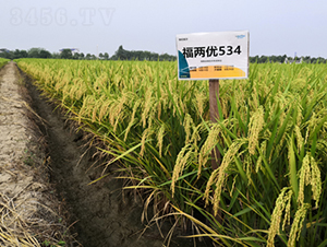 ���Ƀ�(y��u)534-ˮ���N��-¡ƽ�N�I(y��)