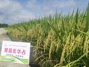 ¡����(y��u)�Aռ-ˮ���N��-¡ƽ�N�I(y��)