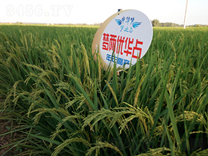 ��(m��ng)�Ƀ�(y��u)�Aռ-ˮ���N��-¡ƽ�N�I(y��)