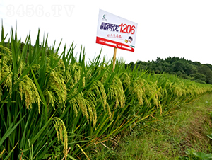 ���Ƀ�(y��u)1206-ˮ���N��-¡ƽ�N�I(y��)