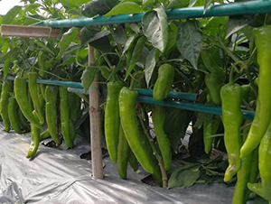 ����201-�����N��-���S�N�I(y��)