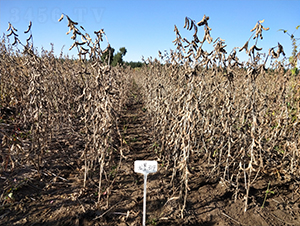 ����314-�󶹷N��-���S�N�I(y��)