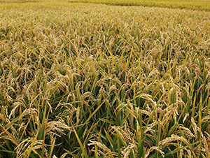 ����27-ˮ���N��-���S�N�I(y��)