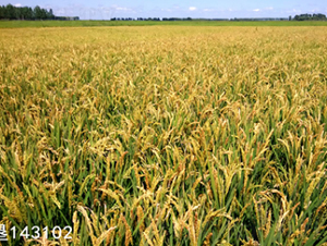 ����33-ˮ���N��-���S�N�I(y��)