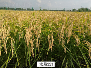 ����223-ˮ���N��-���S�N�I(y��)