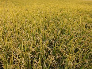 ����6̖-ˮ���N��-���S�N�I(y��)