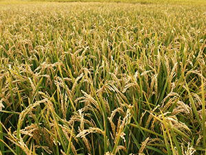 ����31-ˮ���N��-���S�N�I(y��)