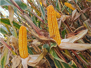 ����11-���׷N��-���S�N�I(y��)