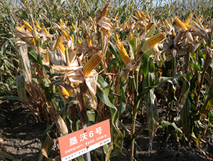 墾沃6號(hào)-玉米種子-墾豐種業(yè)