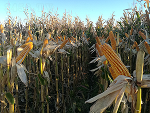 墾沃5號-玉米種子-墾豐種業(yè)