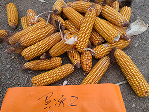 ����2̖-���׷N��-���S�N�I(y��)