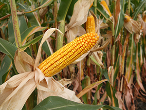 ������3̖-���׷N��-���S�N�I(y��)