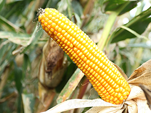 ������1̖-���׷N��-���S�N�I(y��)