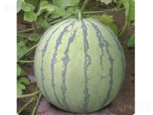 早佳8424-西瓜種子-臺州農(nóng)資