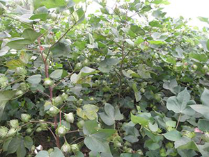 ���y��3̖-�޻��N��-���y�߿�