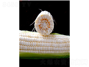 ������Ŵ-���׷N��-�r���N��