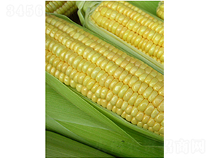 ������308-���׷N��-�r���N��