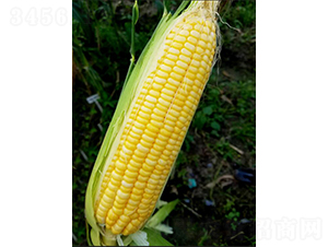 新美甜12號-玉米種子-鮮美種苗