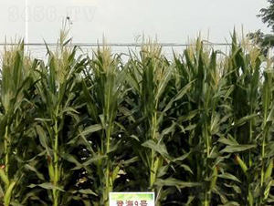 �Ǻ�9̖-���׷N��-�Ǻ��N�I(y��)