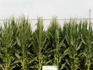 �Ǻ�652-���׷N��-�Ǻ��N�I(y��)