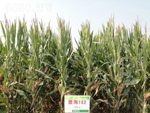 �Ǻ�182-���׷N��-�Ǻ��N�I(y��)