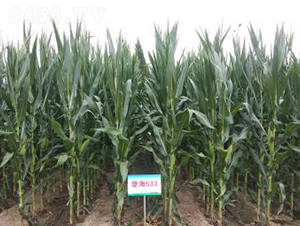 �Ǻ�533-���׷N��-�Ǻ��N�I(y��)