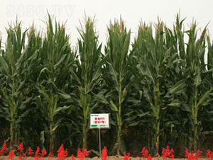 �Ǻ�605-���׷N��-�Ǻ��N�I(y��)