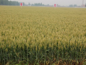 ���r(n��ng)AK58-С���N��-�зN���F(tu��n)