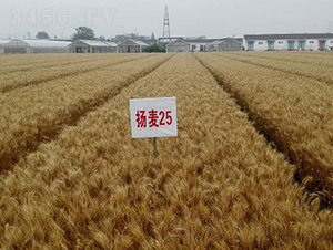 �P(y��ng)��25-С���N��-�зN���F(tu��n)