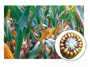 �L(zh��ng)��706-���׷N��-�зN���F(tu��n)