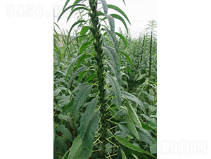 ��֥5̖(h��o)-֥��N��-���r(n��ng)�l(f��)