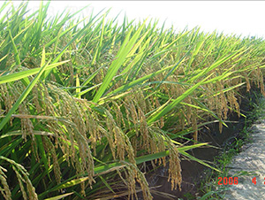 ��(y��u)629-ˮ���N��-�зN���F(tu��n)