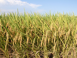 �����Ƀ�(y��u)863-ˮ���N��-�зN���F(tu��n)