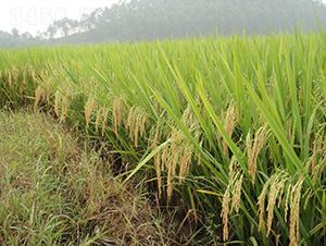 �(y��u)9798-ˮ���N��-�зN���F(tu��n)