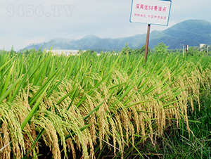 ��Ƀ�(y��u)58����ռ-ˮ���N��-�зN���F(tu��n)