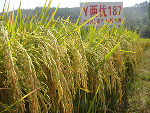 Y兩優(yōu)187-水稻種子-中種集團(tuán)