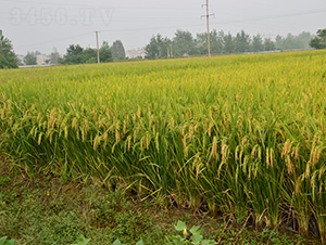 �V�Ƀ�(y��u)16-ˮ���N��-�зN���F(tu��n)