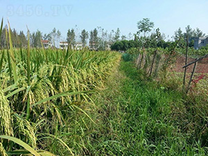 中9優(yōu)168-水稻種子-中種集團